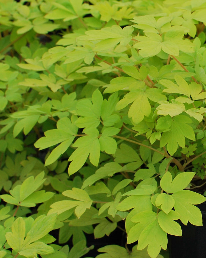 Dicentra spectabilis 'Gold Leaf' (Bleeding Heart)
