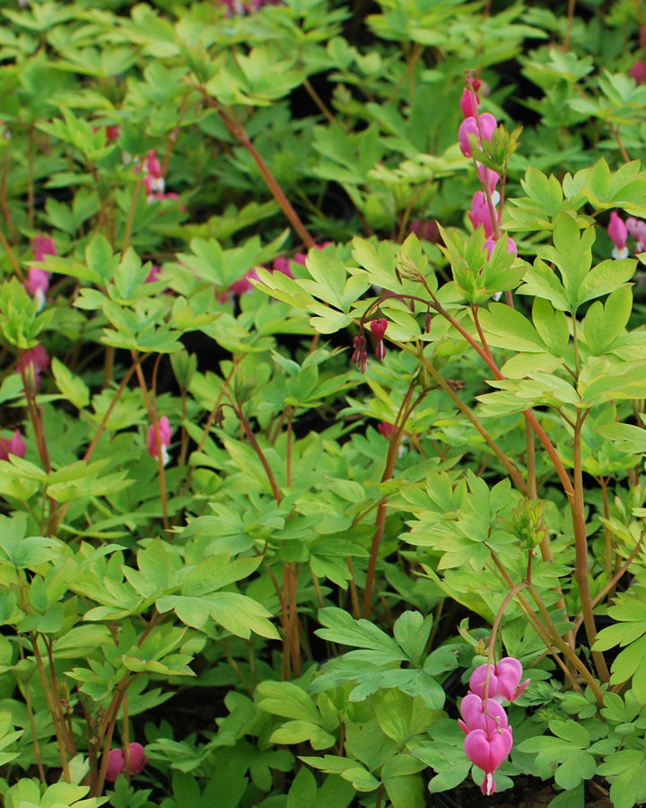 Dicentra spectabilis 'Gold Leaf' (Bleeding Heart)