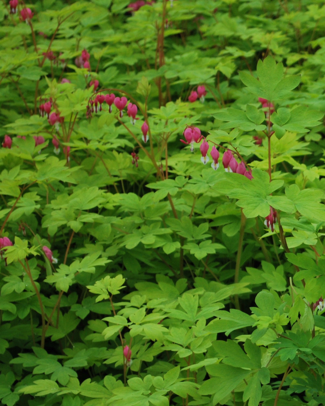 Dicentra spectabilis 'Gold Leaf' (Bleeding Heart)
