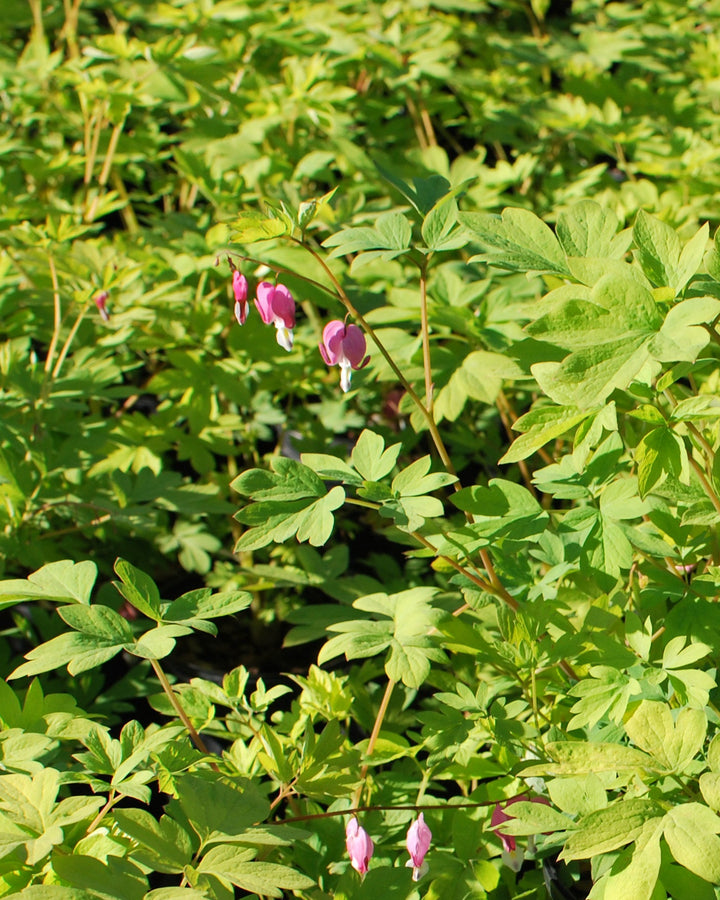 Dicentra spectabilis 'Gold Leaf' (Bleeding Heart)