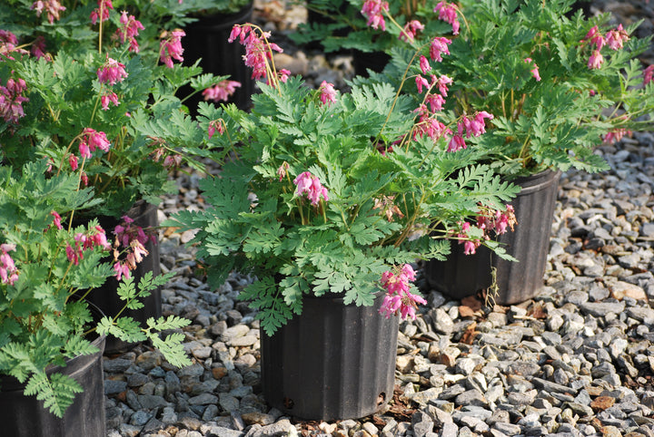 Dicentra formosa 'Luxuriant' (Cutleaf Bleeding Heart)