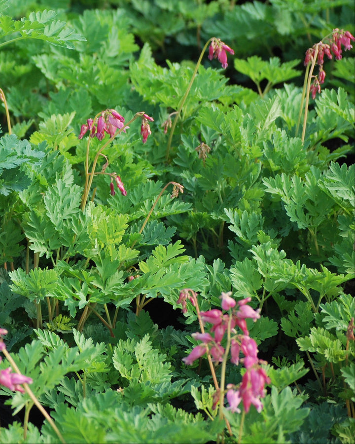 Dicentra formosa 'Luxuriant' (Cutleaf Bleeding Heart)