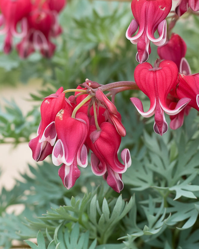 Dicentra x ‘Burning Hearts’ (Fringed Bleeding Heart)
