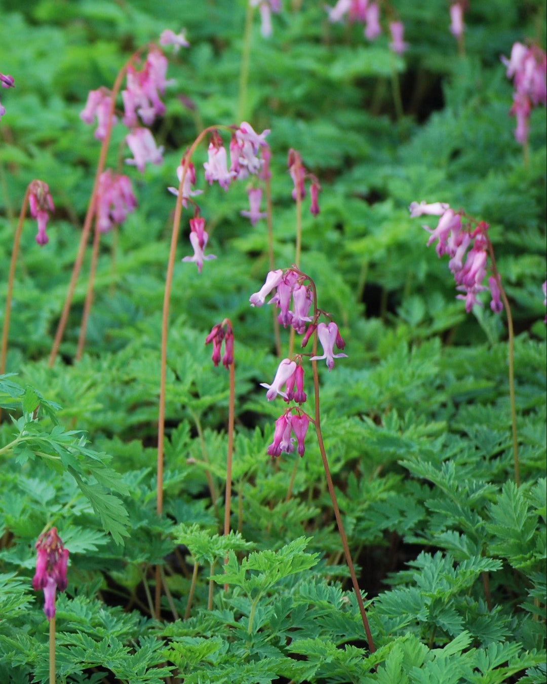 Dicentra eximia (Cutleaf Bleeding Heart)