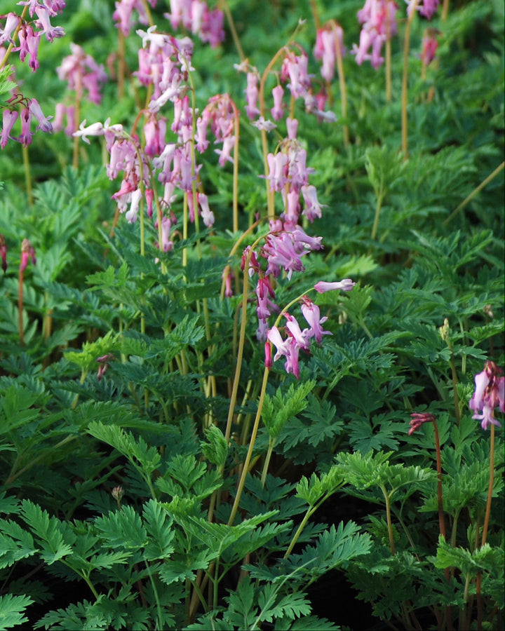 Dicentra eximia (Cutleaf Bleeding Heart)
