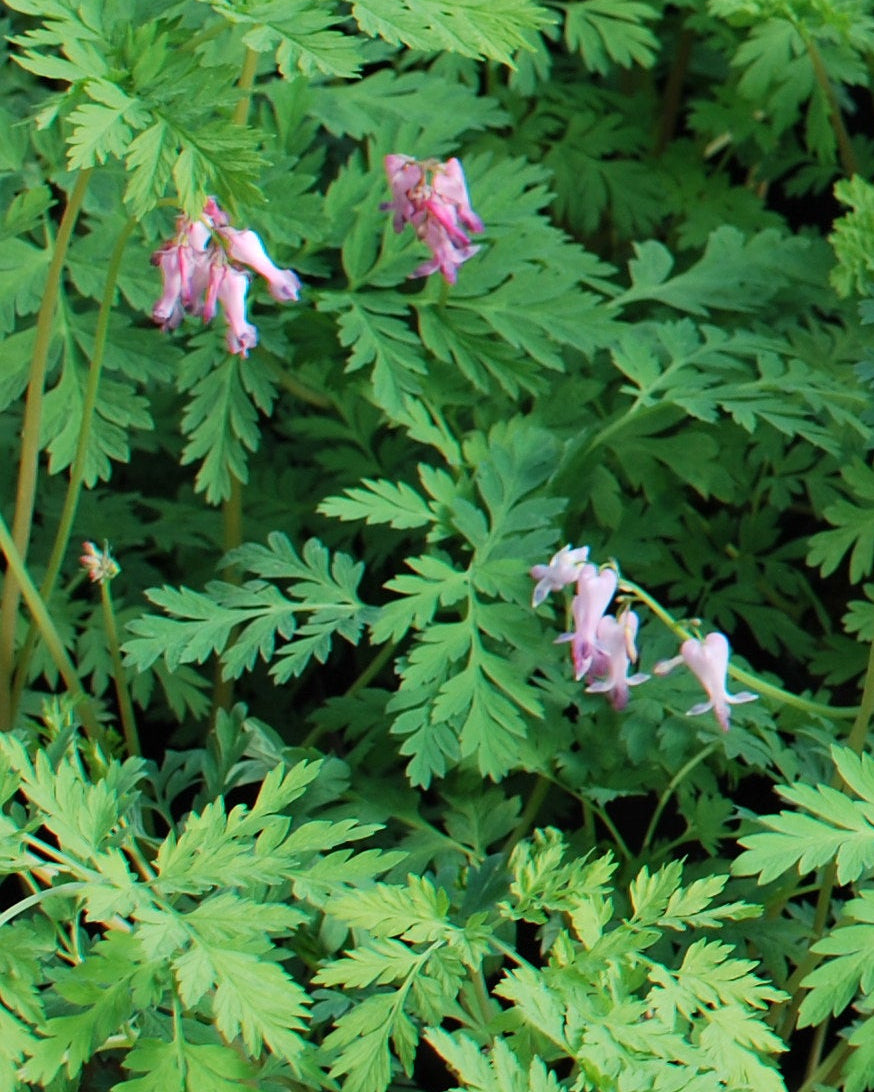Dicentra eximia (Cutleaf Bleeding Heart)
