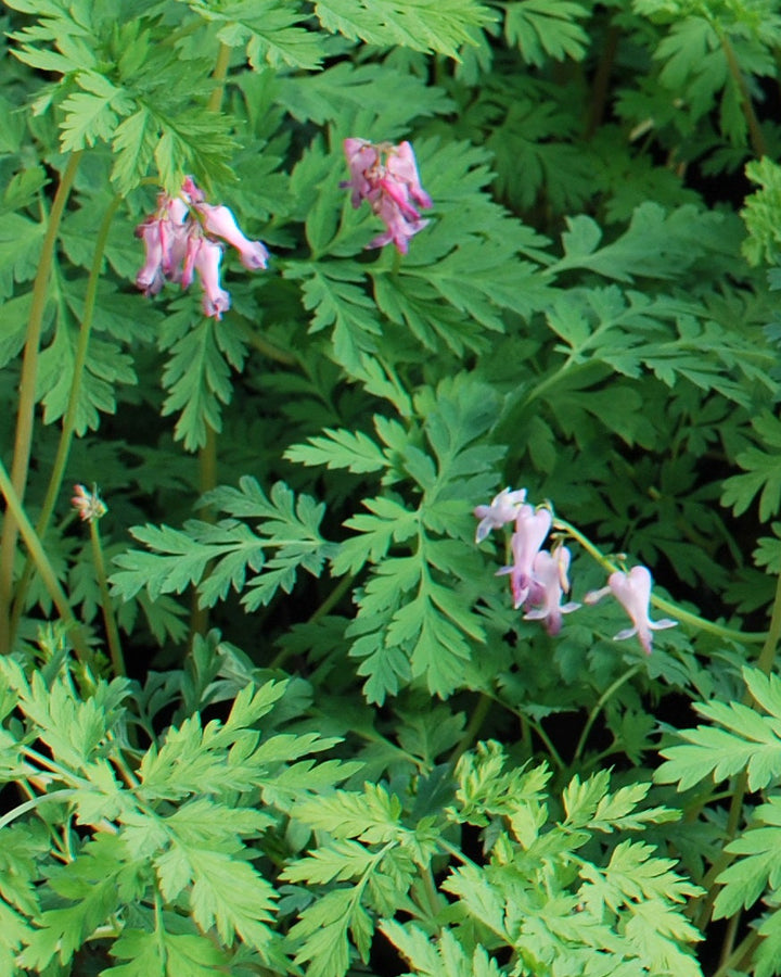 Dicentra eximia (Cutleaf Bleeding Heart)