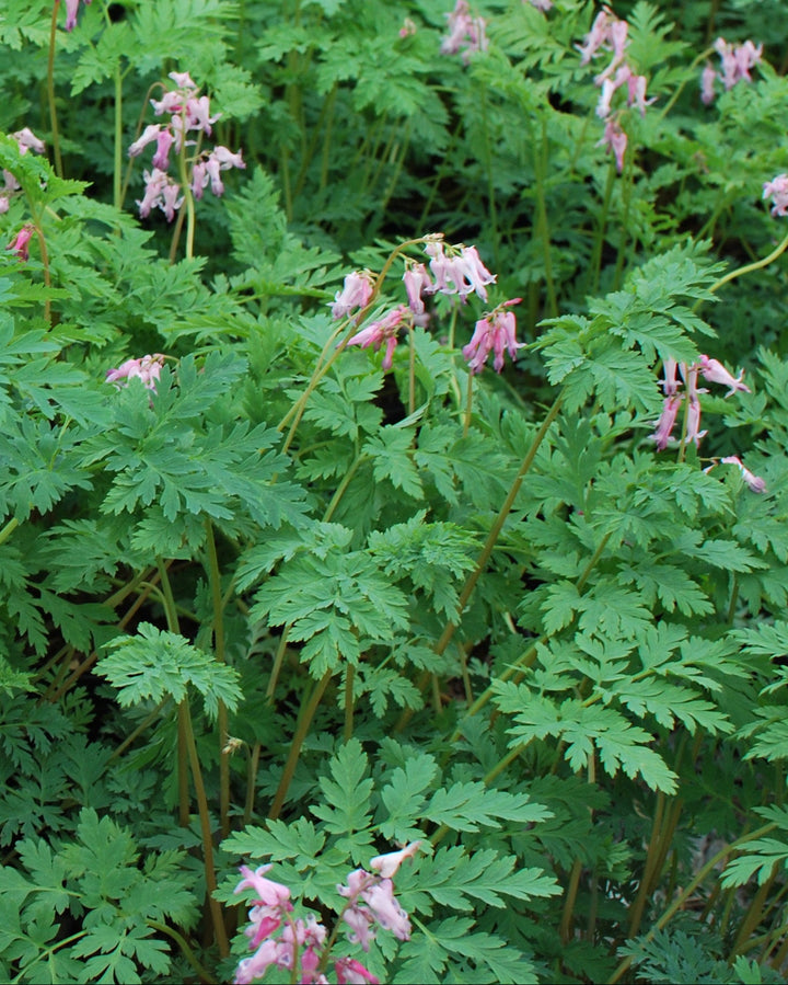 Dicentra eximia (Cutleaf Bleeding Heart)