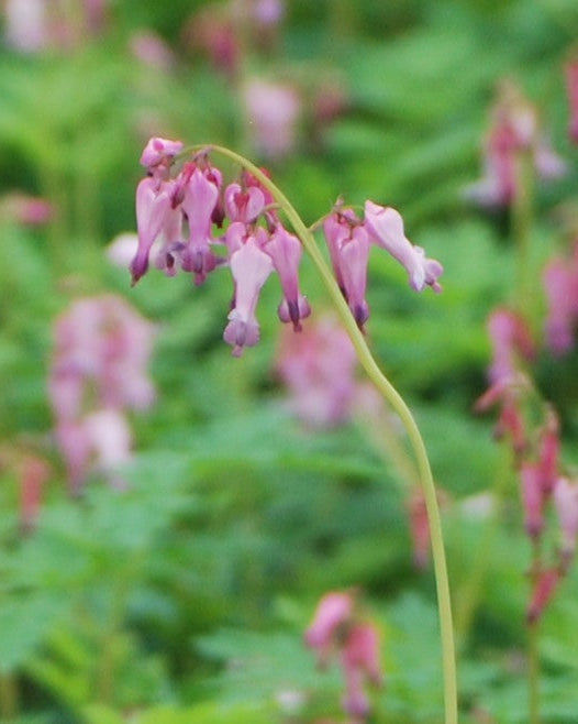 Dicentra eximia (Cutleaf Bleeding Heart)