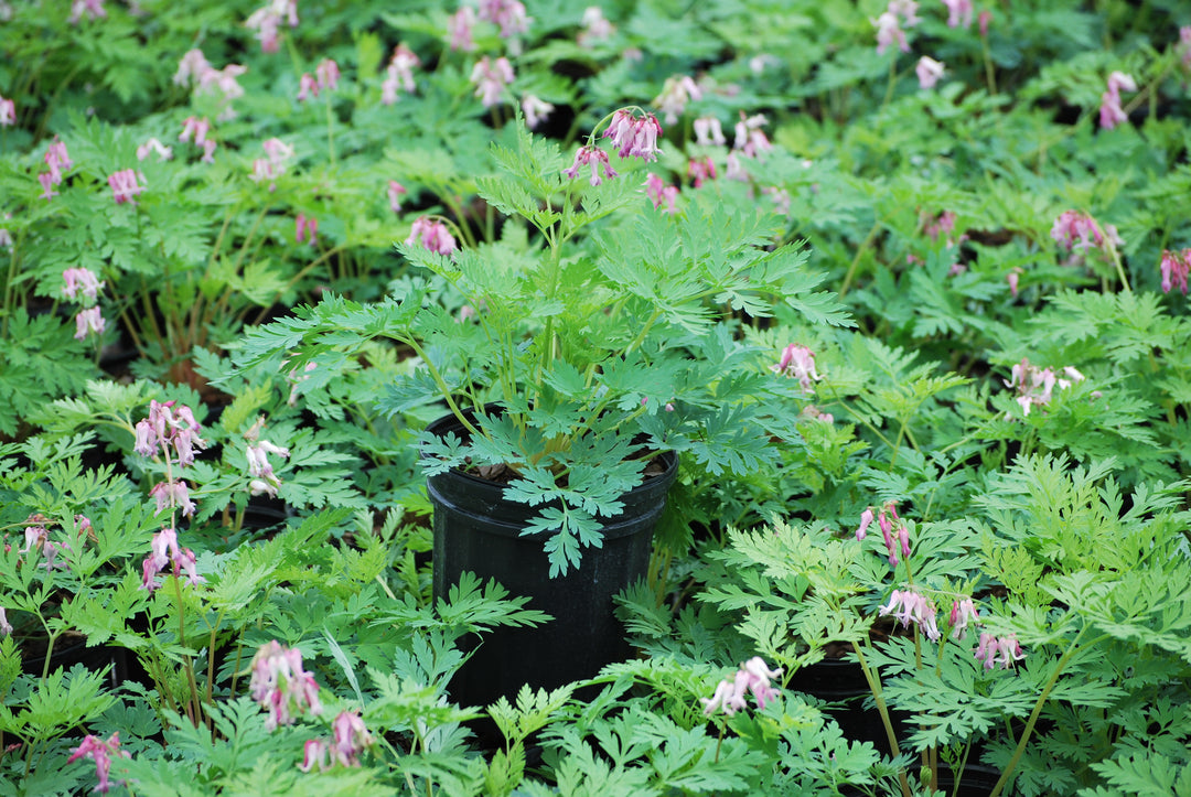 Dicentra eximia (Cutleaf Bleeding Heart)