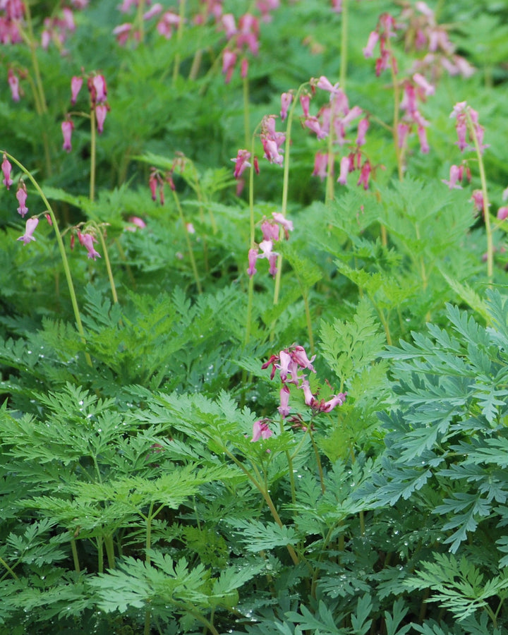 Dicentra eximia (Cutleaf Bleeding Heart)