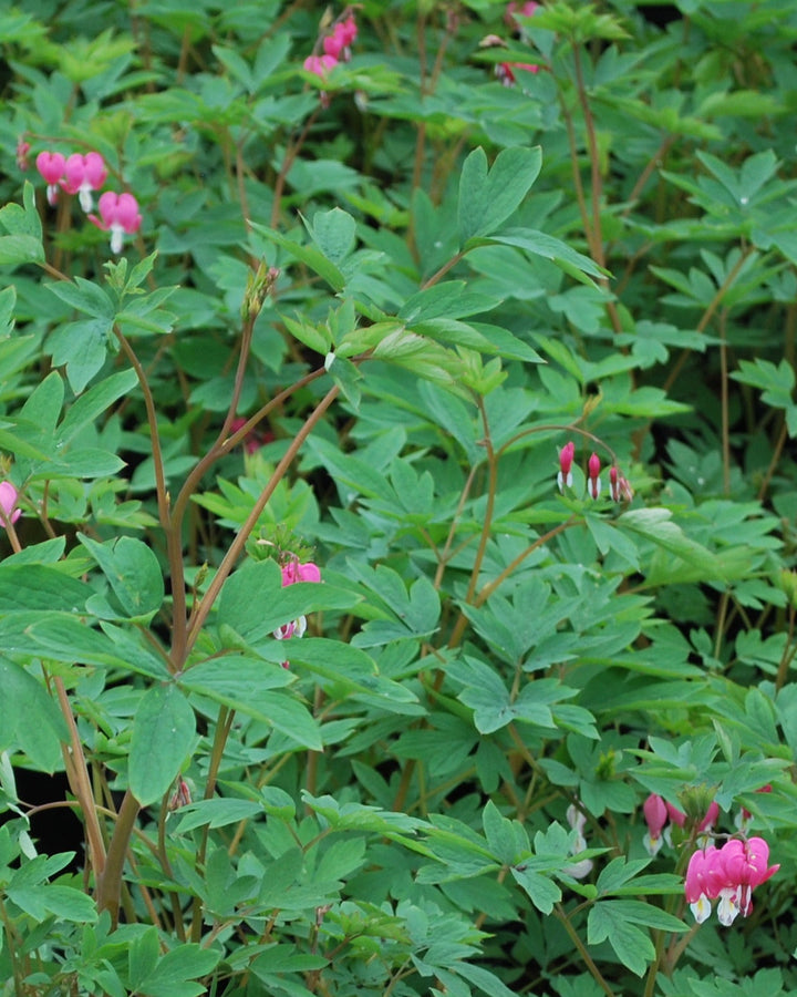 Dicentra spectabilis (Old Fashioned Bleeding Heart)