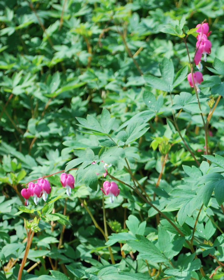 Dicentra spectabilis (Old Fashioned Bleeding Heart)