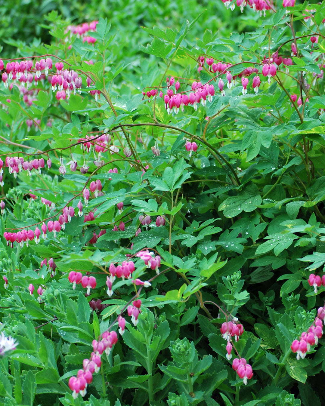 Dicentra spectabilis (Old Fashioned Bleeding Heart)