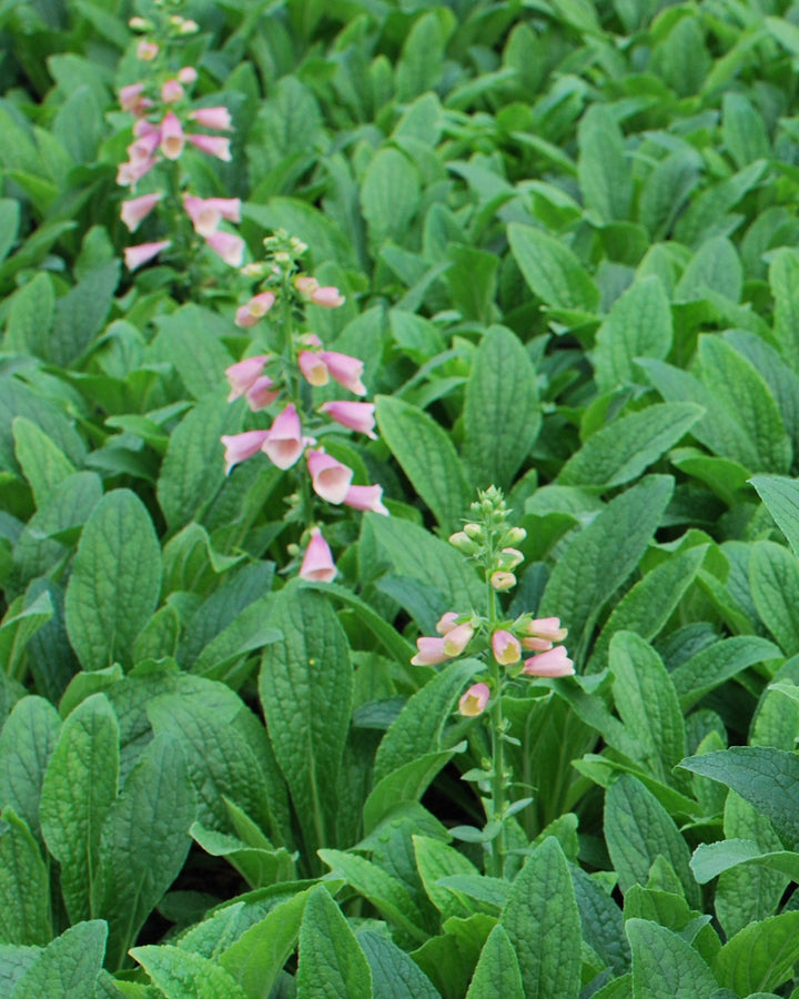Digitalis x Arctic Fox™ Rose (Foxglove)