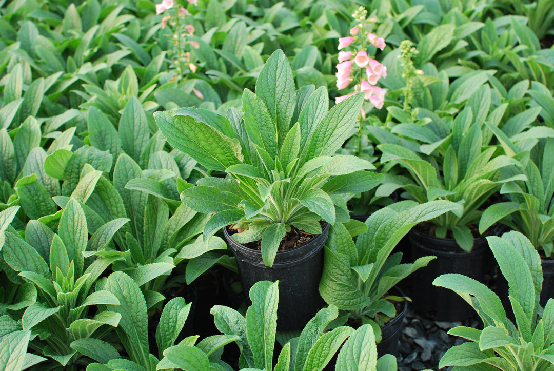 Digitalis x Arctic Fox™ Rose (Foxglove)