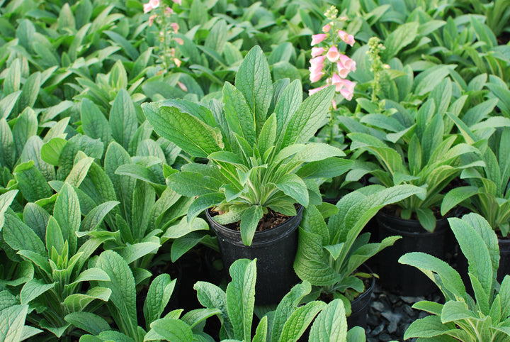 Digitalis x Arctic Fox™ Rose (Foxglove)