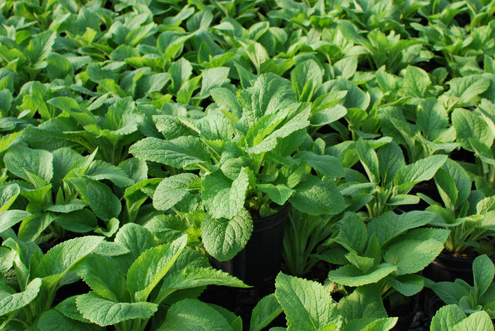 Digitalis purpurea 'Candy Mountain' (Foxglove)