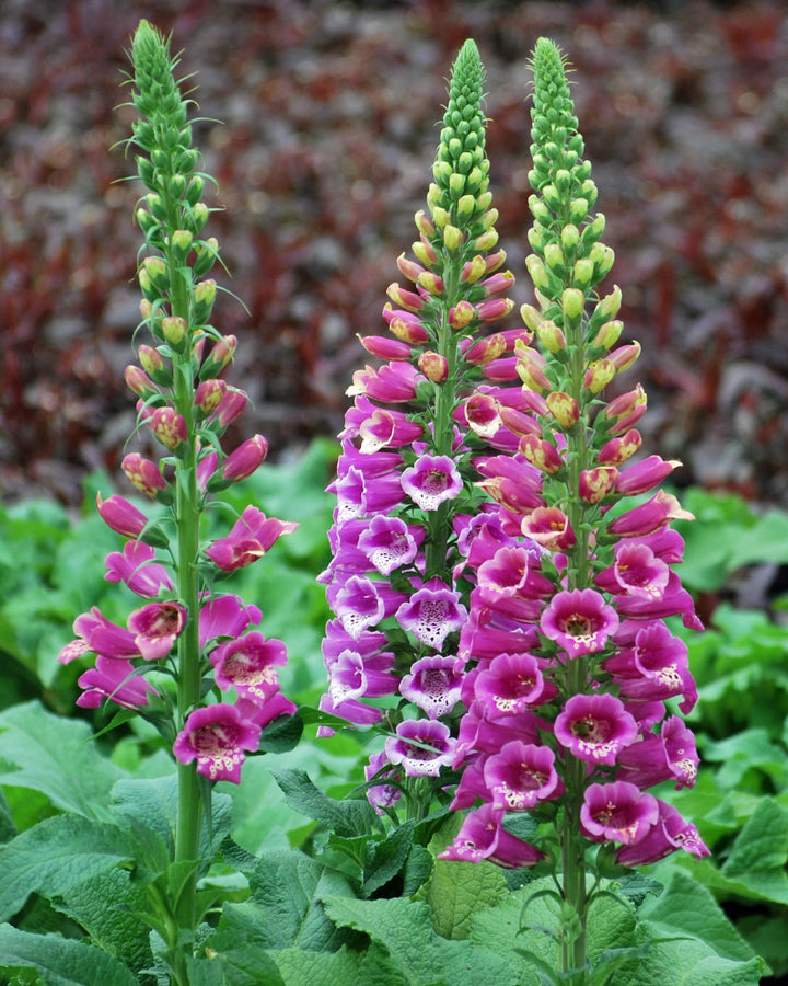 Digitalis purpurea 'Candy Mountain' (Foxglove)