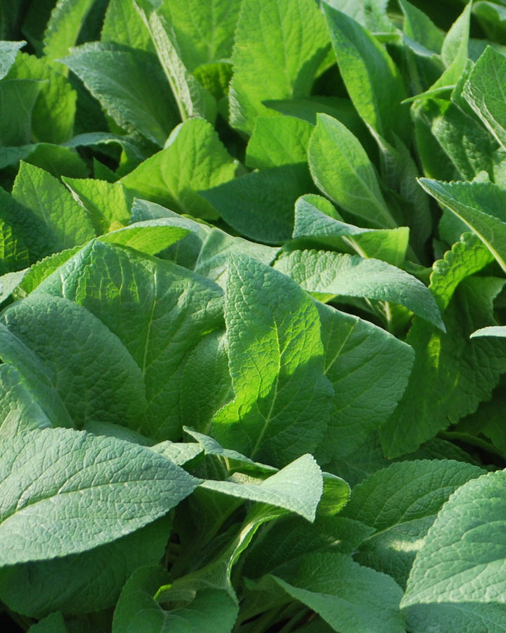 Digitalis purpurea 'Candy Mountain White' (Foxglove)