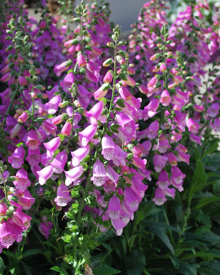 Digitalis x Pink Panther® (Foxglove)