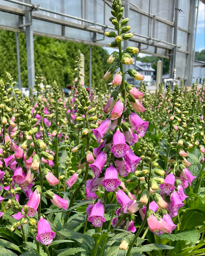 Digitalis x Pink Panther® (Foxglove)