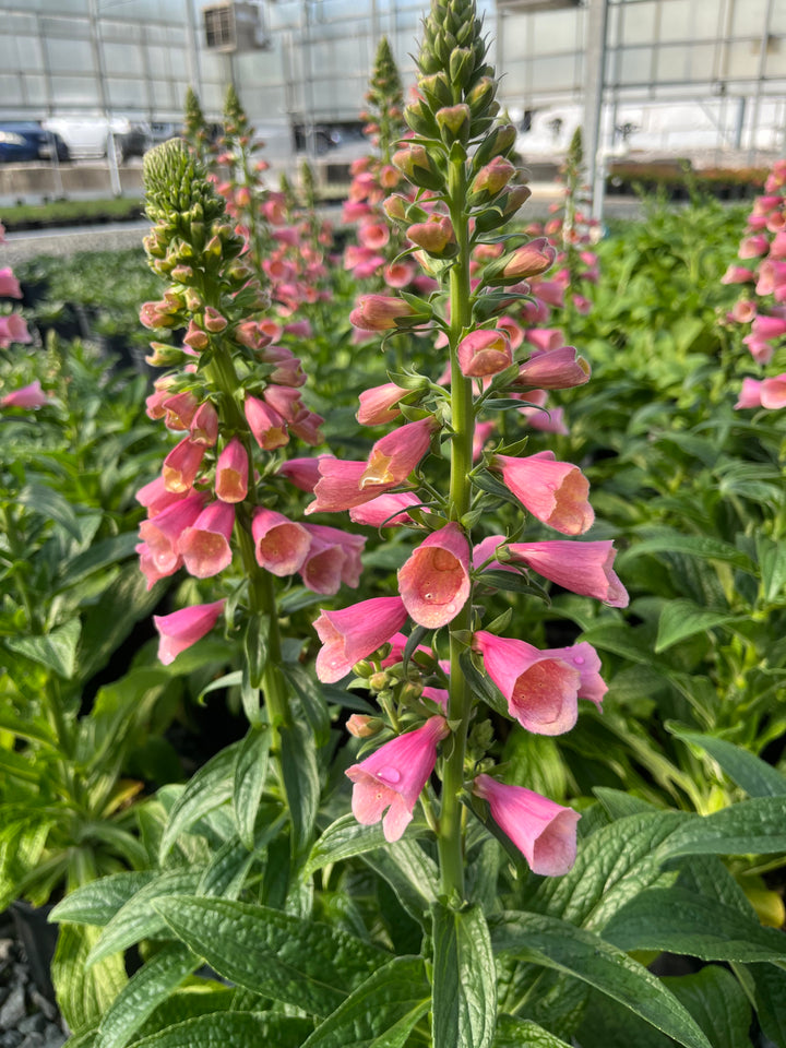 Digitalis x Arctic Fox™ Rose (Foxglove)