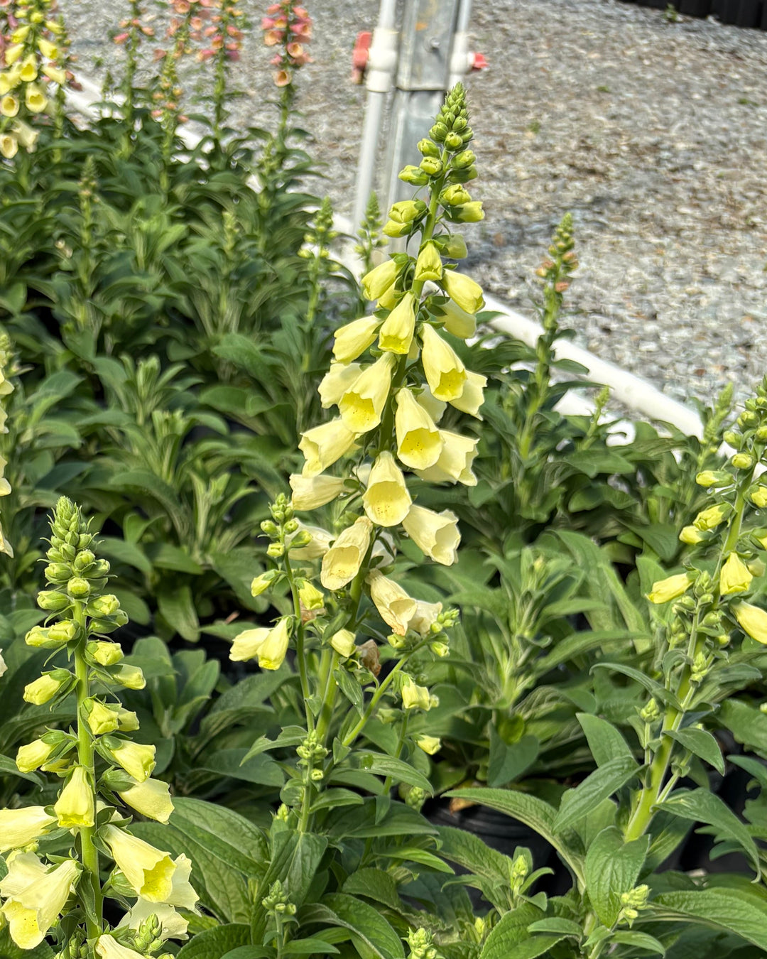 Digitalis x Arctic Fox™ Lemon Cream (Foxglove)
