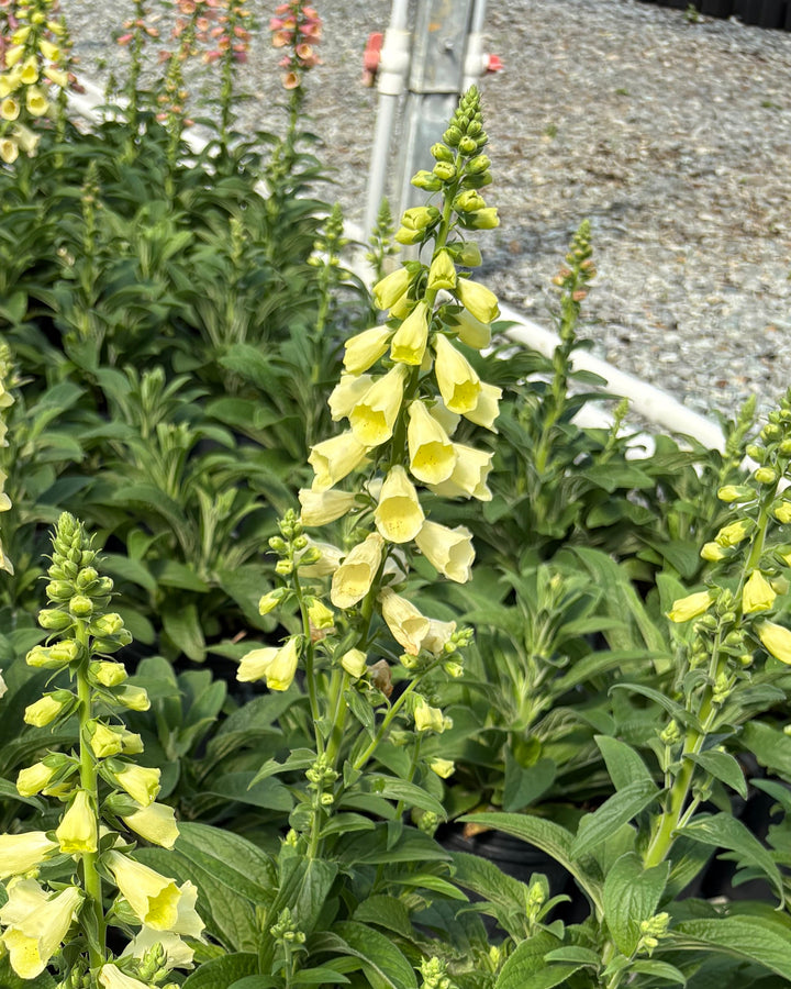 Digitalis x Arctic Fox™ Lemon Cream (Foxglove)