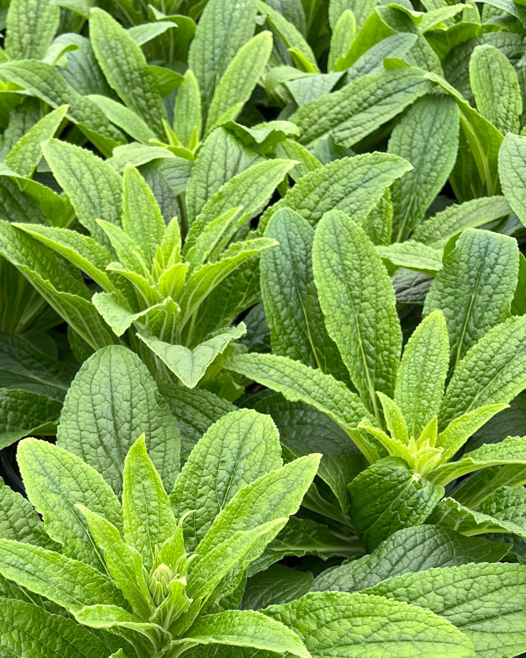 Digitalis x Pink Panther® (Foxglove)