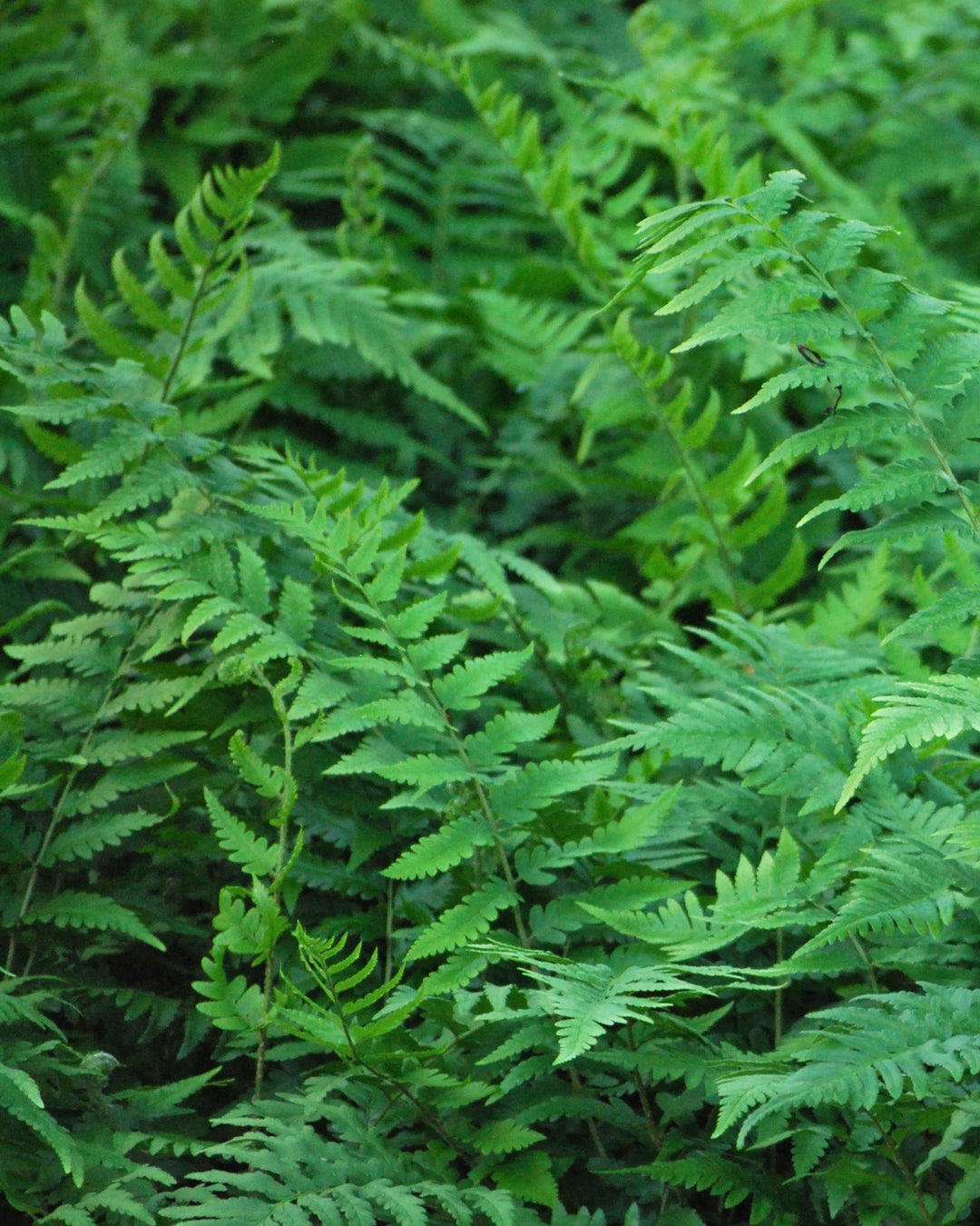 Dryopteris x australis (Dixie Wood Fern)