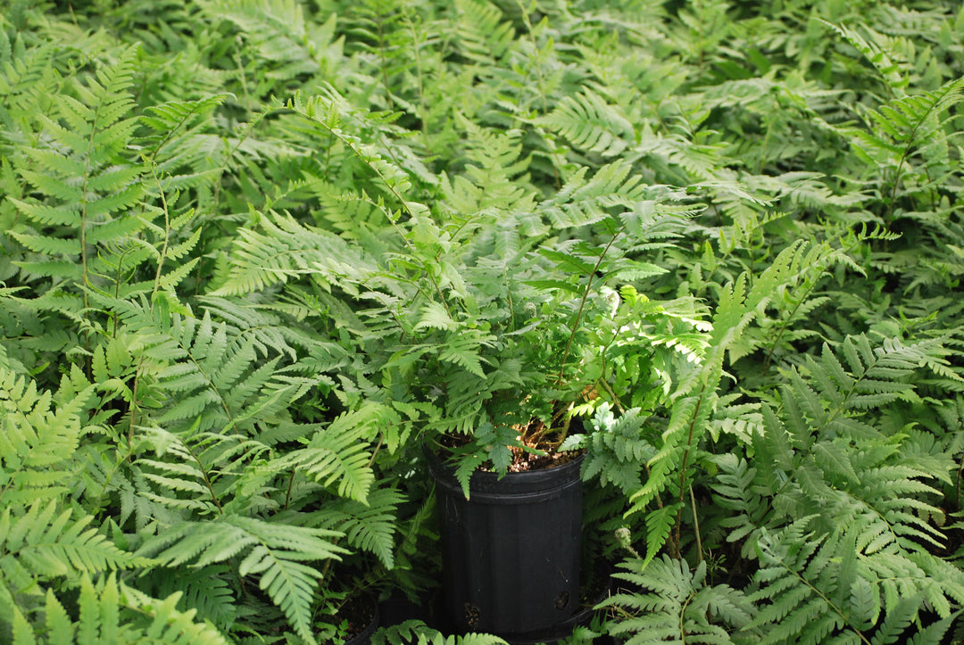 Dryopteris x australis (Dixie Wood Fern)