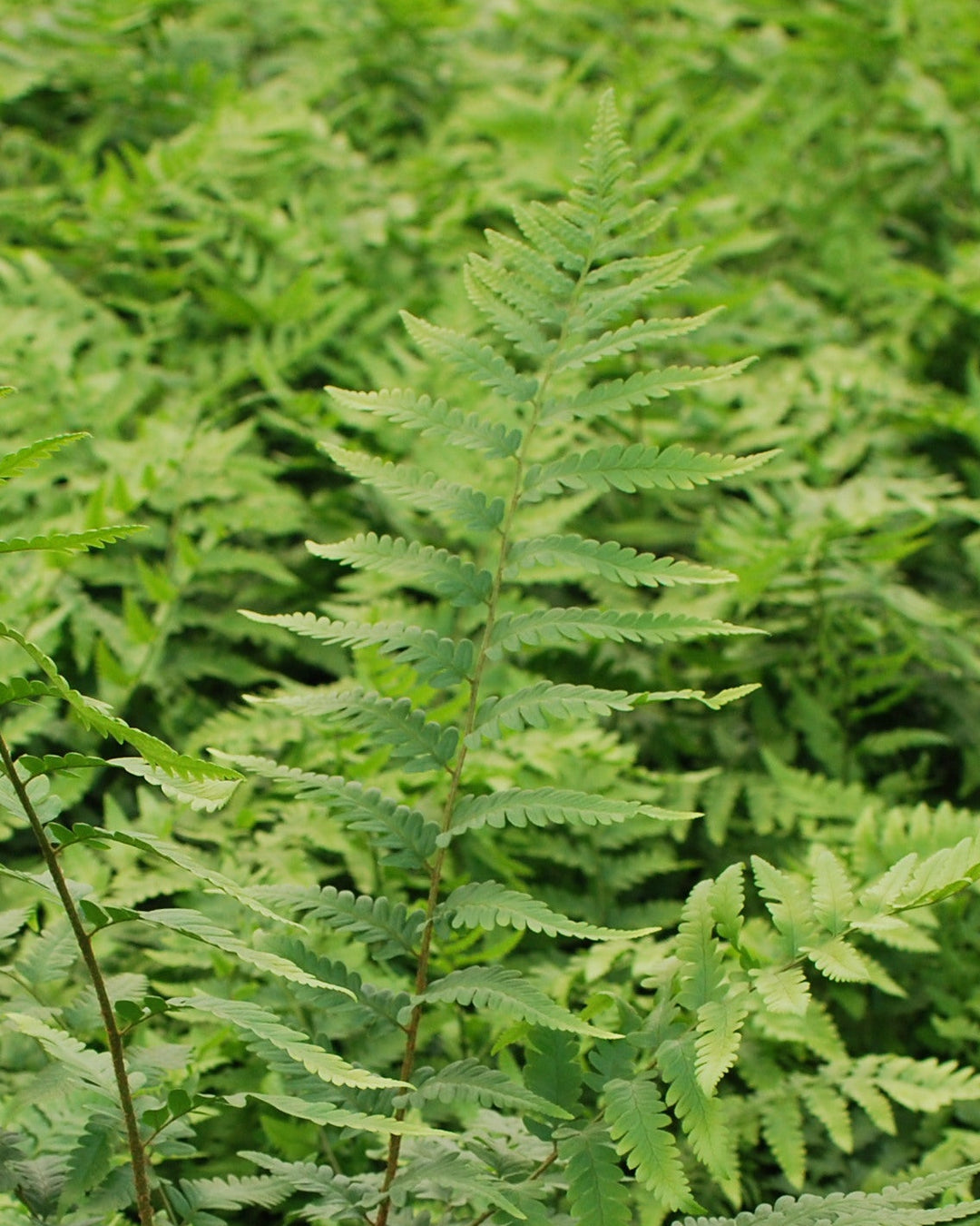 Dryopteris x australis (Dixie Wood Fern)