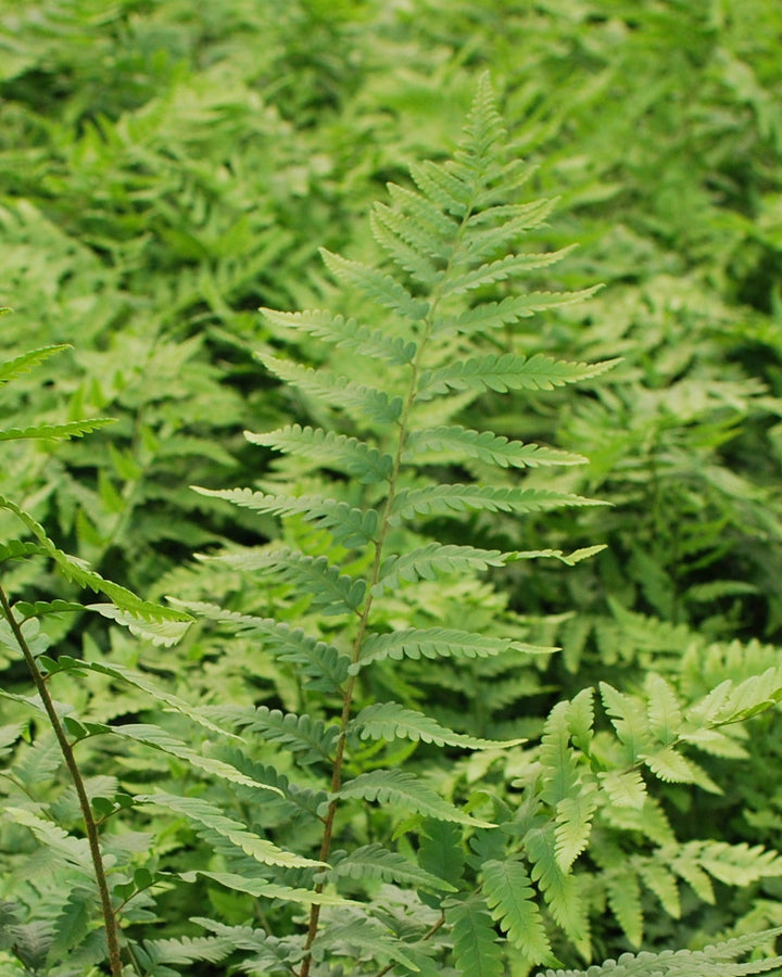 Dryopteris x australis (Dixie Wood Fern)