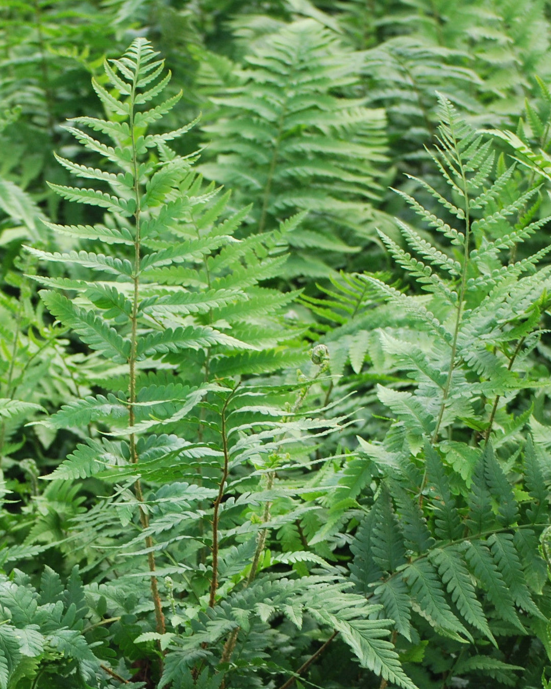 Dryopteris x australis (Dixie Wood Fern)