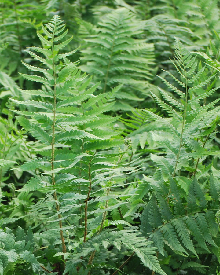 Dryopteris x australis (Dixie Wood Fern)