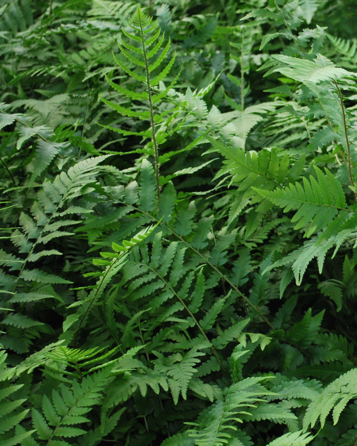 Dryopteris x australis (Dixie Wood Fern)