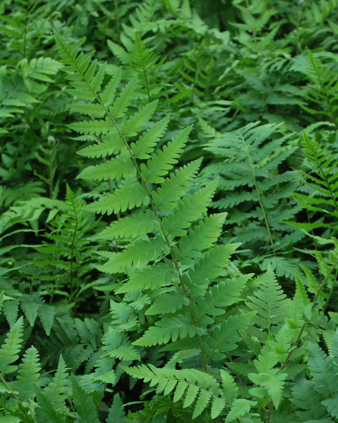 Dryopteris x australis (Dixie Wood Fern)
