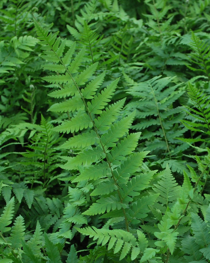 Dryopteris x australis (Dixie Wood Fern)
