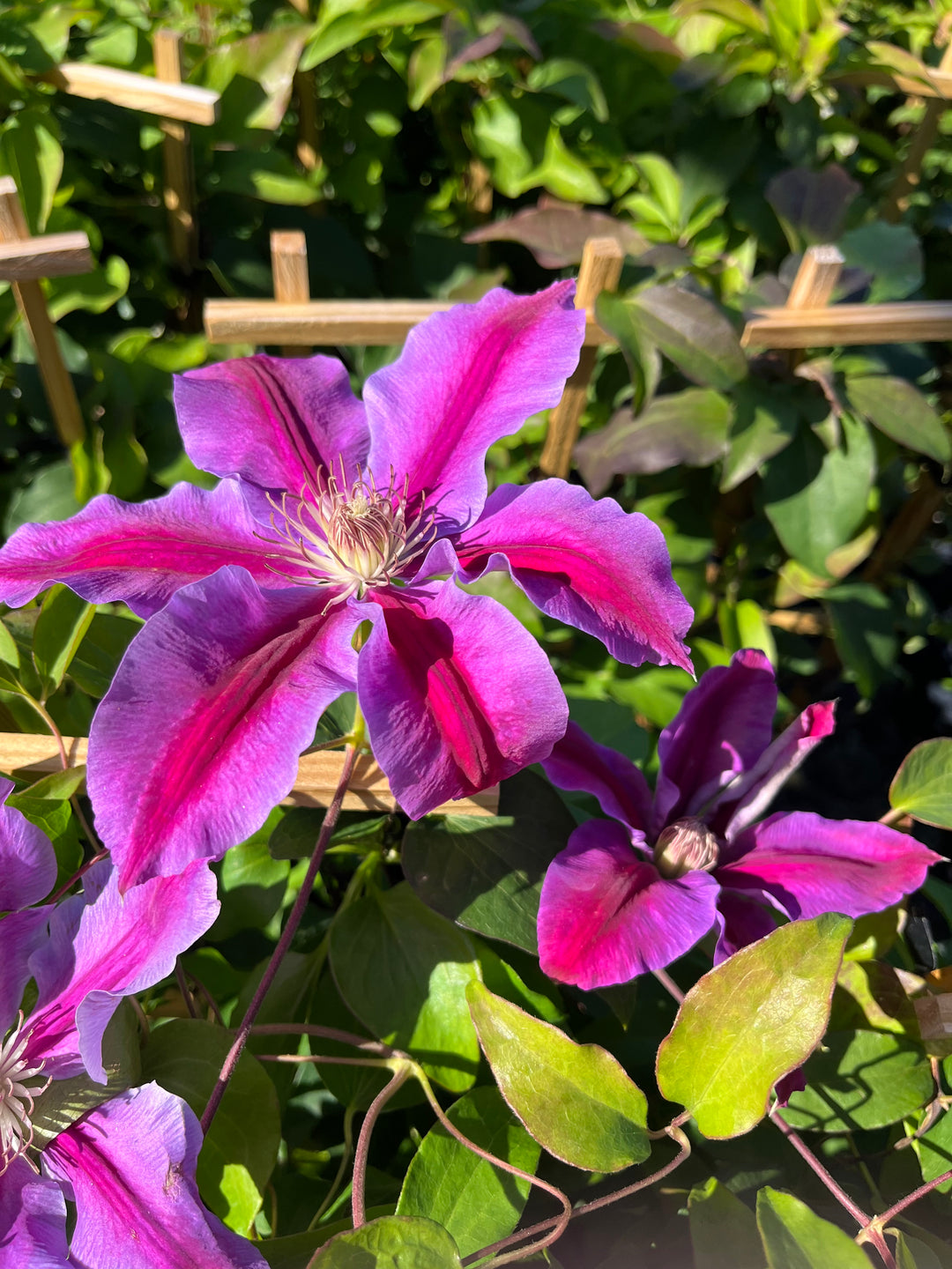 Clematis 'Dr. Ruppel' (Hybrid Clematis)