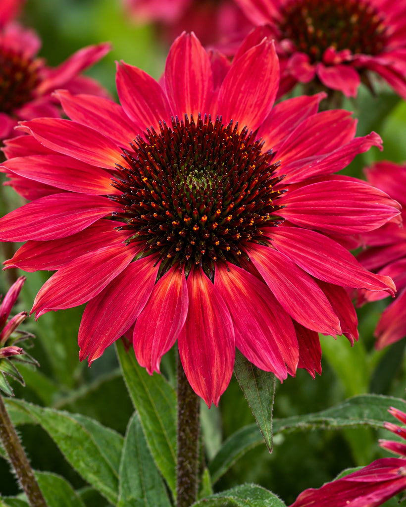 Echinacea x SunMagic® Vintage Red (Coneflower)