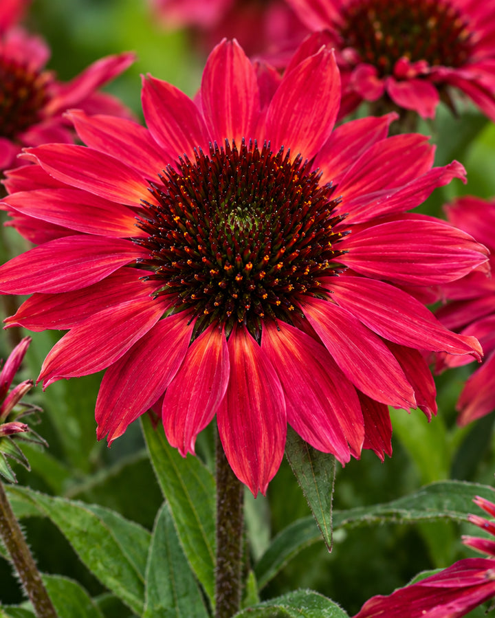 Echinacea x SunMagic® Vintage Red (Coneflower)