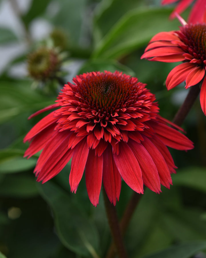 Echinacea x Double Scoop™ Strawberry Deluxe (Coneflower)