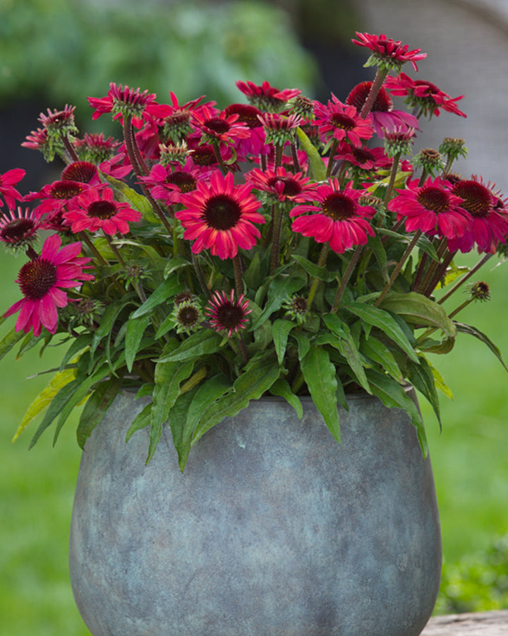 Echinacea x SunMagic® Vintage Red (Coneflower)