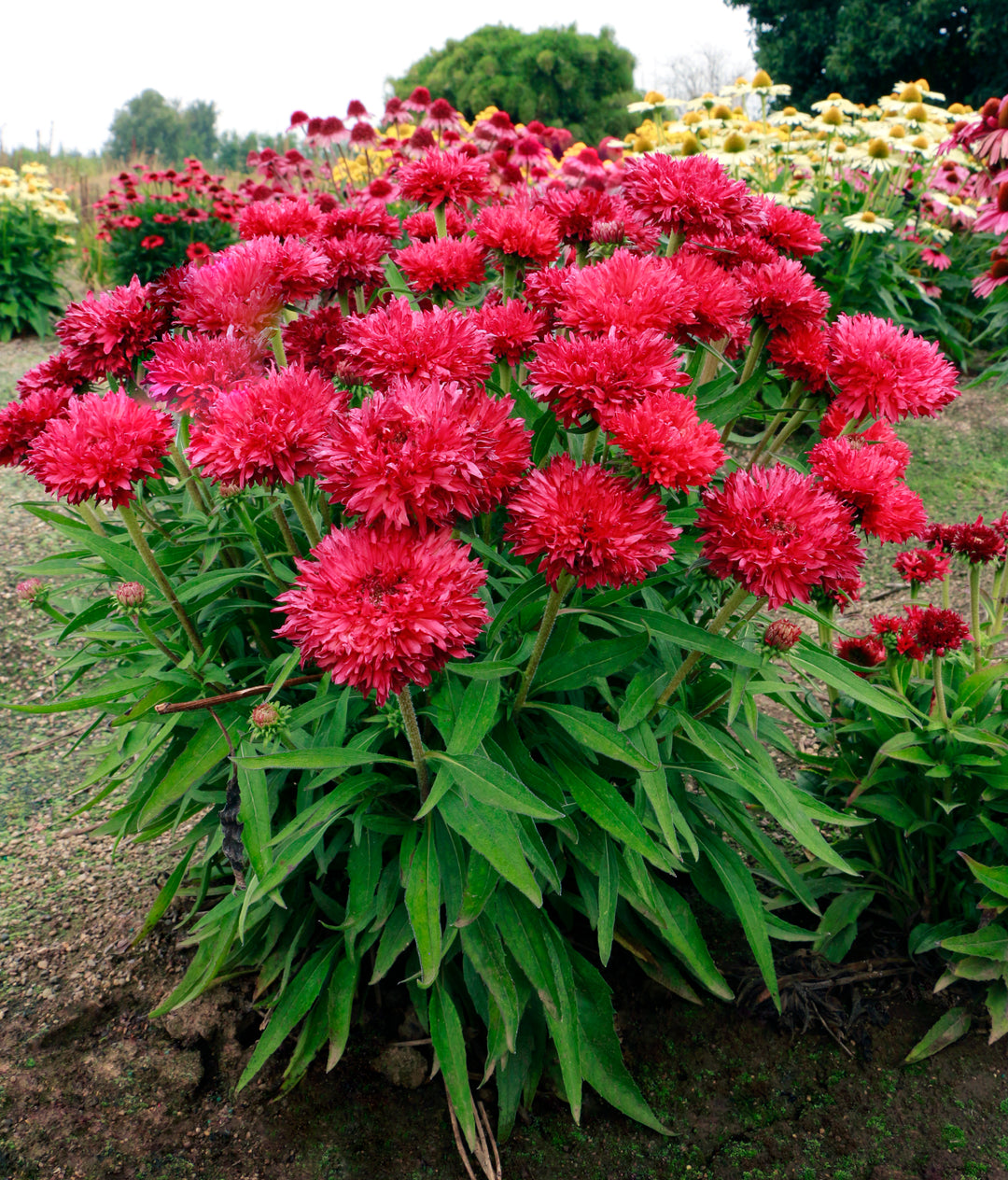 Echinacea x ‘Fringe Festival’ (Coneflower)