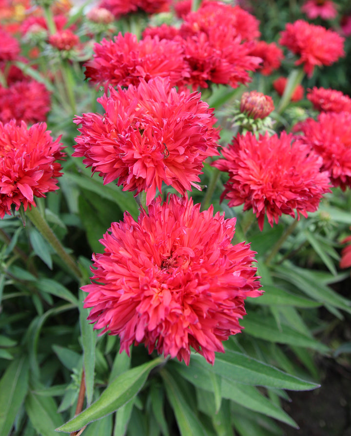 Echinacea x ‘Fringe Festival’ (Coneflower)