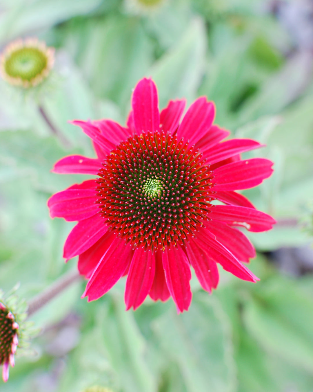 Echinacea Sombrero® Baja Burgundy (Coneflower)