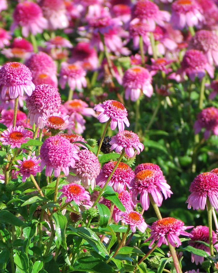 Echinacea x purpurea 'Butterfly Kisses' (Coneflower)