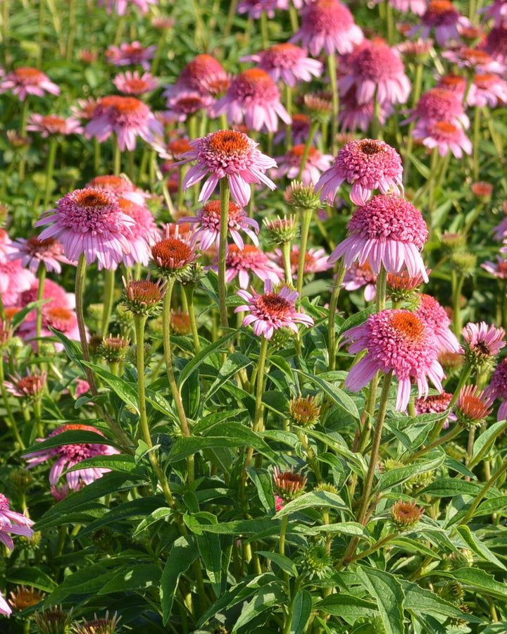 Echinacea x purpurea 'Butterfly Kisses' (Coneflower)