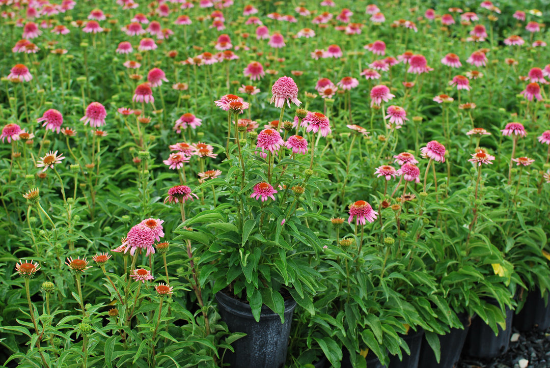Echinacea x purpurea 'Butterfly Kisses' (Coneflower)